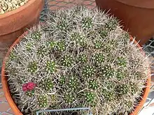 Echinopsis yuquina