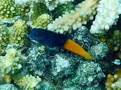 Flame tail blenny or bicolor blenny (Ecsenius bicolor)