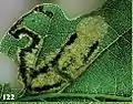 Frass in the oak leaf mine of a final instar larva of the moth Ectoedemia heckfordi