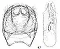 Male genitalia