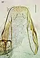 Female terminal abdominal segment