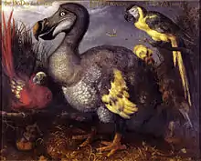 Edwards's Dodo (1626) by Savery; Natural History Museum, London.