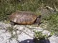 Gopher tortoise by nature trail.