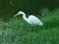 A yellow billed little egret (Daily)