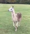 Llama at Egton Manor