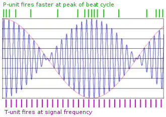 diagram showing firing of receptor cells, one in time with basic wave and one firing more as beat wave increases in size
