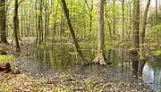 Widespread water area which can be seen in spring in the south of Eilenriede