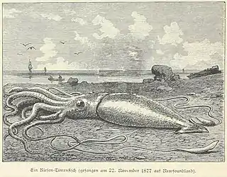 .mw-parser-output .citation{word-wrap:break-word}.mw-parser-output .citation:target{background-color:rgba(0,127,255,0.133)}?#44 (21/11/1877)Giant squid beached on the Newfoundland coast, apparently on 22 November 1877 (Heydebrand und der Lasa, 1887:72, fig.; closest is #44 from 21 November, from Smith's Sound). Two figures standing over the specimen, which are present in the original, have been removed in this version. Note the similarity to this illustration of the Catalina specimen.