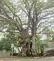 This big Elaeocarpus sylvestris tree is located in Hihayo Tenjin Shrine, Ito city, Shizuoka Prefecture, Japan. It's Japan biggest Elaeocarpus sylvestris.