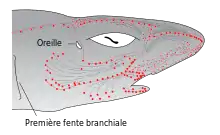 Image 5Distribution of highly sensitive ampullae of Lorenzini across the shark's head and rostrum. (from Shark agonistic display)