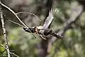 Elegant Trogon (Trogon elegans) in Huachuca Canyon