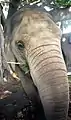 Asian Elephant 1997