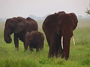Elephants in Tarangire National Park (2015)