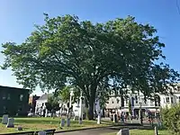American elm at Milk Row Cemetery in Somerville, MA (August 2019)