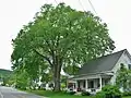Elm tree in Vermont (June 2017). Girth 13&nbsp;ft at 4.5&nbsp;ft above ground; height 70&nbsp;ft; spread 75&nbsp;ft.