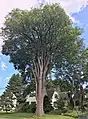Elm tree on Elm Street in Plaistow, New Hampshire, which was planted in the late 1800s (August 2019). Girth 13&nbsp;ft at 4.5&nbsp;ft above ground; height 85&nbsp;ft; spread 80&nbsp;ft.