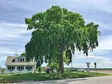 American elm near the Woodstock, CT, fairgrounds (May 2020)