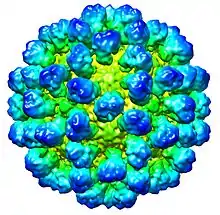 CryoEM reconstruction of "Rabbit hemorrhagic disease virus" (RHDV) capsid. EMDB entry EMD-1933