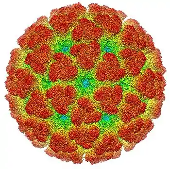 Cryoelectron microscopy reconstruction of "Chikungunya virus". From EMDB entry EMD-5577