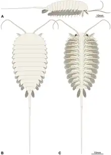 Diagram of Emeraldella brutoni (Vicissicaudata)