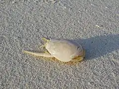 A mole crab (Hippa granulatus, Hippoidea group)