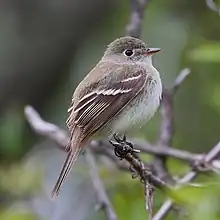 Least flycatcher has bold eye-rings and shorter primary projection