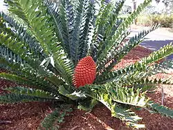 A Maputaland cycad