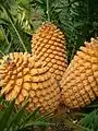 Cones