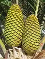 Cones