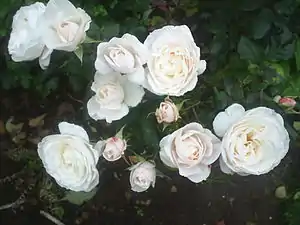 'English Miss', 1977