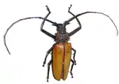 Enoplocerus armillatus at the Museum of Zoology (Saint Petersburg)
