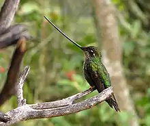 Sword-billed hummingbird perching on a branch facing left