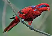 A red parrot with a dark blue streak behind the eyes, dark blue eye-spots, and black-tipped wings