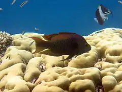 Sling-jaw wrasse (Epibulus insidiator)