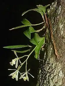 Wild E. magnoliae (syn. conopseum), Gadsden Co. FL.