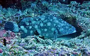 Whitespotted grouper (Epinephelus coeruleopunctatus)