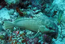 Blacktip grouper (Epinephelus fasciatus)