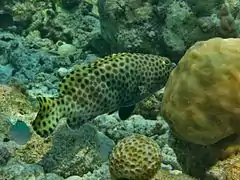 Subnose grouper (Epinephelus macrospilos)