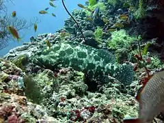 Camouflage grouper (Epinephelus polyphekadion)
