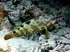 Foursaddle grouper (Epinephelus spilotoceps)