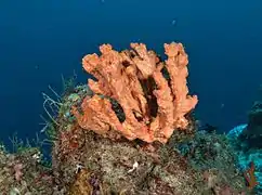 Unidentified sponge