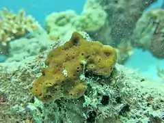 Unidentified sponge