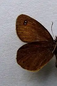 Erebia plutounderside