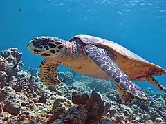 Hawksbill turtle (Eretmochelys imbricata)