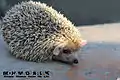 Long-eared hedgehog