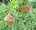 Bladder leaf galls on a narrow-leaved elm (aphid  E. lanuginosum), Italy