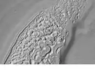 Eroding mesa in Syrtis Major.  It would be rough to walk across this feature.  Image was taken with Mars Global Surveyor, under the MOC Public Targeting Program.