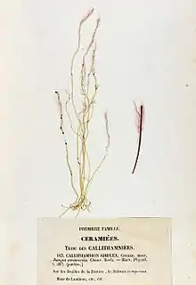 Erythrotrichia carnea