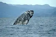 Gray whale head-slapping