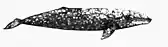 Gray whale illustration with a sleet gray color, lightly colored spots mainly on the head and top, a robust body, and small bumps where the back slopes downwards